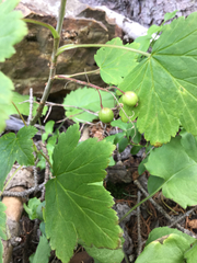Ribes wolfii