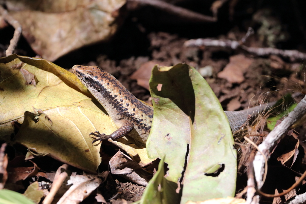 Sulawesi Mabuya