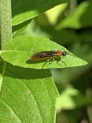 Thrinax dubitata
