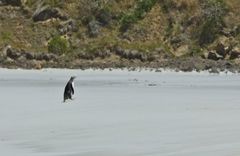 Megadyptes antipodes