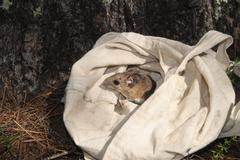 Peromyscus boylii rowleyi