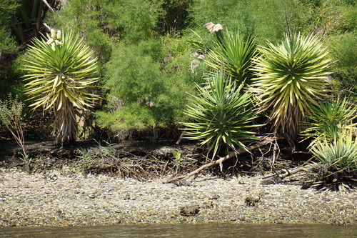 Yucca aloifolia