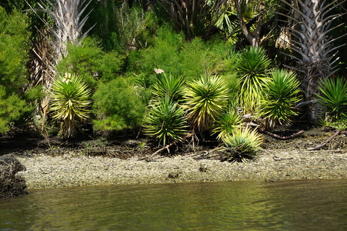 Yucca aloifolia