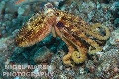 Amphioctopus