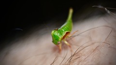 Smiliini