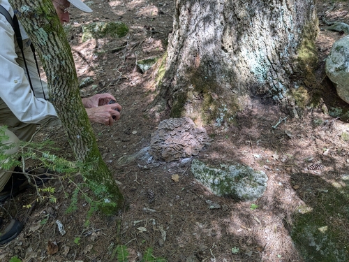 Hen of the Woods