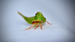 Smiliini