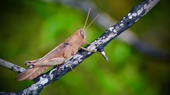 Schistocerca rubiginosa