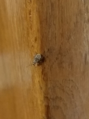 Cyphicerini
