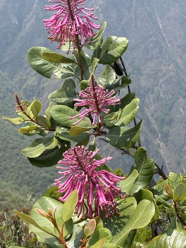 Image of Oreocallis grandiflora by (c) Leonel Roget, some rights reserved (CC BY)