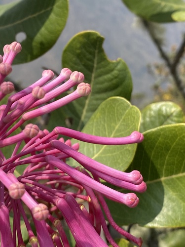 Image of Oreocallis grandiflora by (c) Leonel Roget, some rights reserved (CC BY)