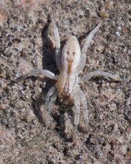 Arachosia praesignis