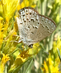 Satyrium behrii