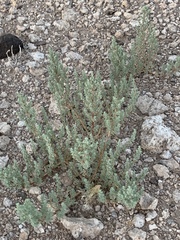 Halogeton glomeratus