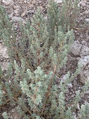 Halogeton glomeratus