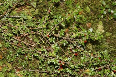 Coprosma depressa