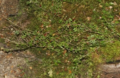 Coprosma depressa
