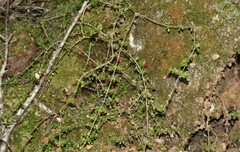 Coprosma depressa