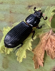 Odontotaenius