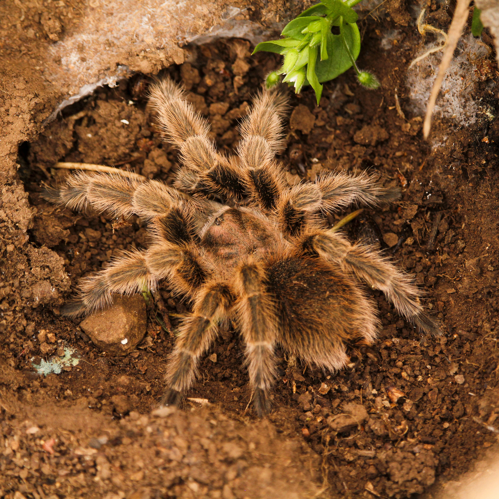 Mygale rosée du Chili (Grammostola rosea)