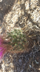 Escobaria vivipara arizonica