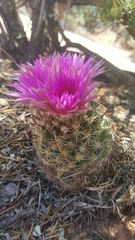 Escobaria vivipara arizonica