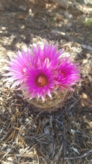 Escobaria vivipara arizonica