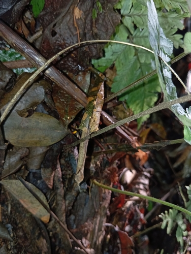 Polybotrya osmundacea observed 2024-09-21