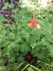 Aquilegia elegantula