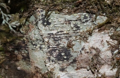 Thelotrema