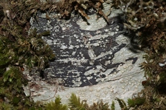 Thelotrema