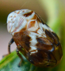 Clastoptera octonotata