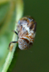 Clastoptera octonotata