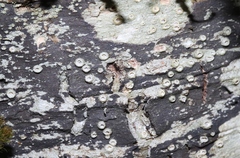 Thelotrema