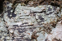 Thelotrema