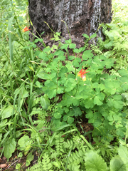 Aquilegia elegantula