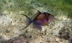 Balistes vetula
