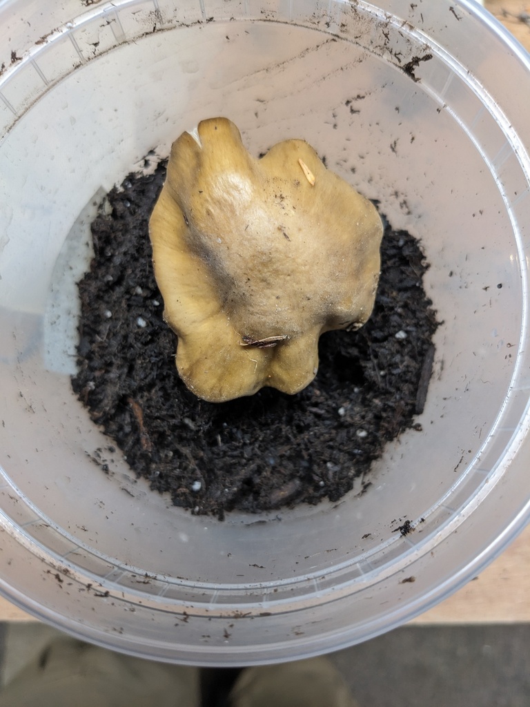 Entoloma lupinum
