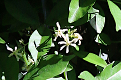 Trachelospermum