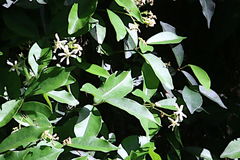 Trachelospermum