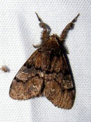 Dasychira dorsipennata
