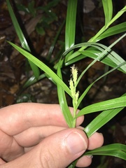 Carex vulpinoidea (Carex ligulata)