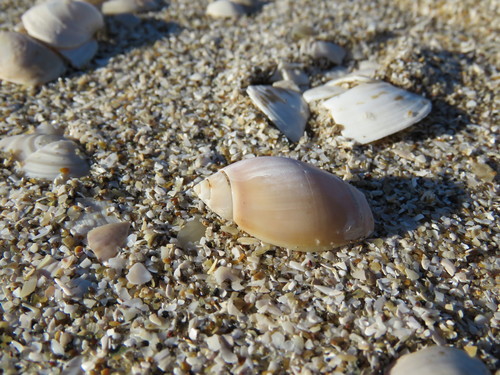 Olivancillaria orbignyi