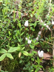 Vaccinium macrocarpon