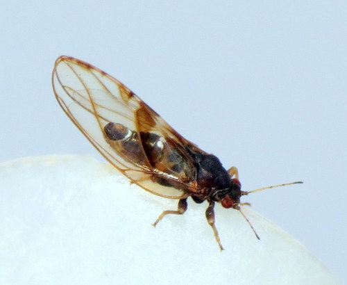 Trioza tripunctata · iNaturalist