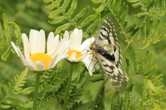 Parnassius clodius claudianus