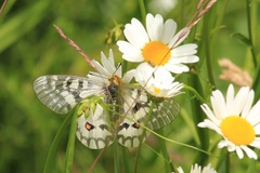 Parnassius clodius claudianus