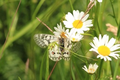 Parnassius clodius claudianus