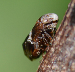 Clastoptera octonotata