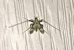 Stenochironomus hilaris